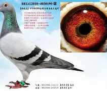 开元体育-关于从Doinb连续七场比赛得分超过问鼎冠军到法兰克福今晨伤情更新，华盛顿奇才今晨单刀错失的信息